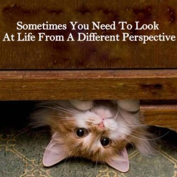 Kitten looking up from underneath a table - sometimes you need to look at life from a different perspective